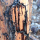 Trees a mile from the Equinor spill on Grand Bahama are stained with oil.